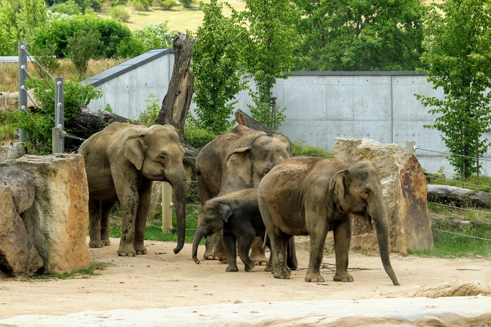 Asian Elephant herd
