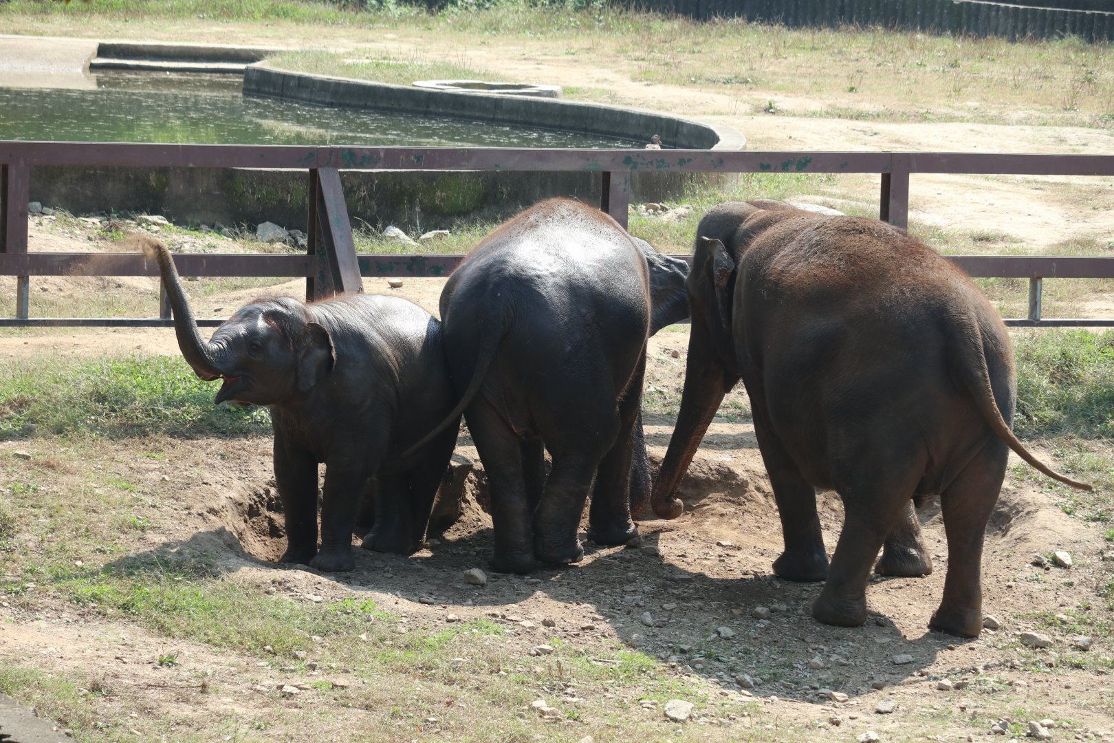 Asian Elephant herd