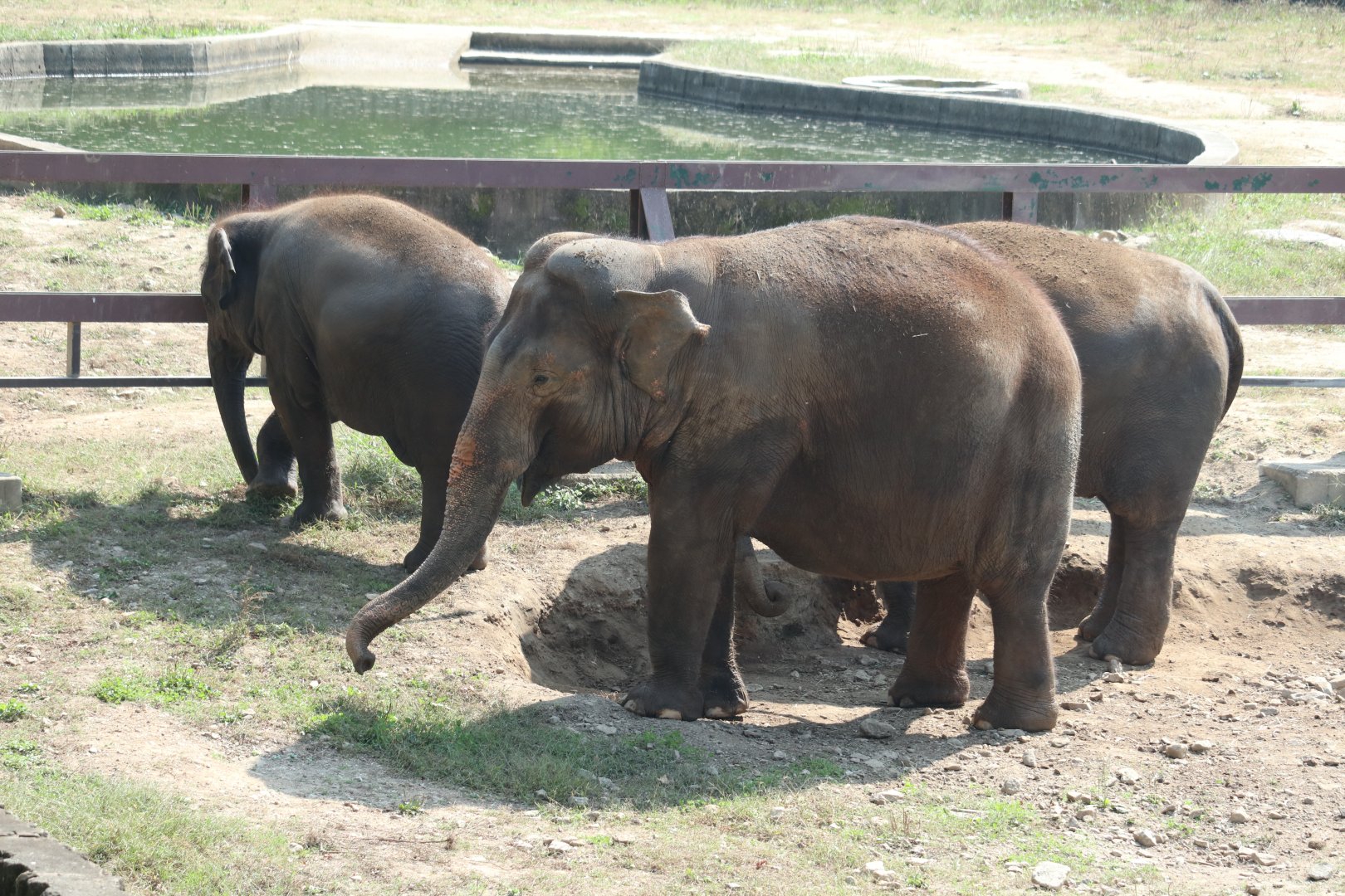 Asian Elephant herd