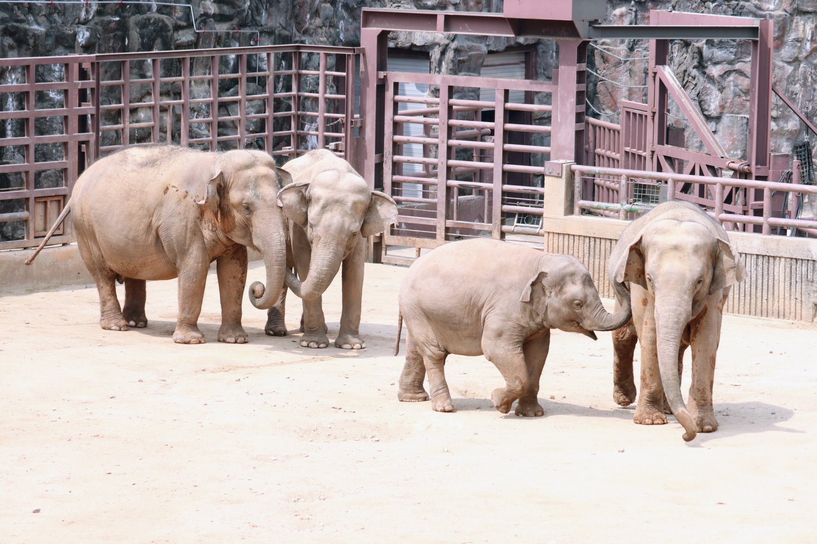 Asian Elephant herd