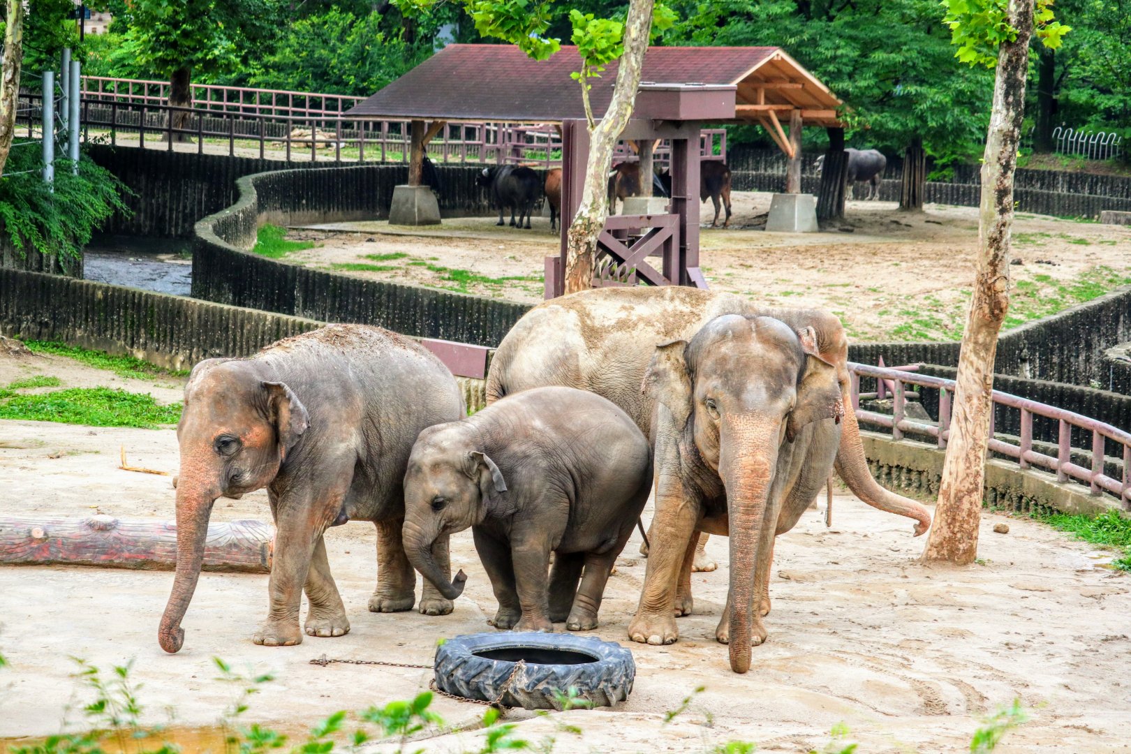 Asian Elephant herd