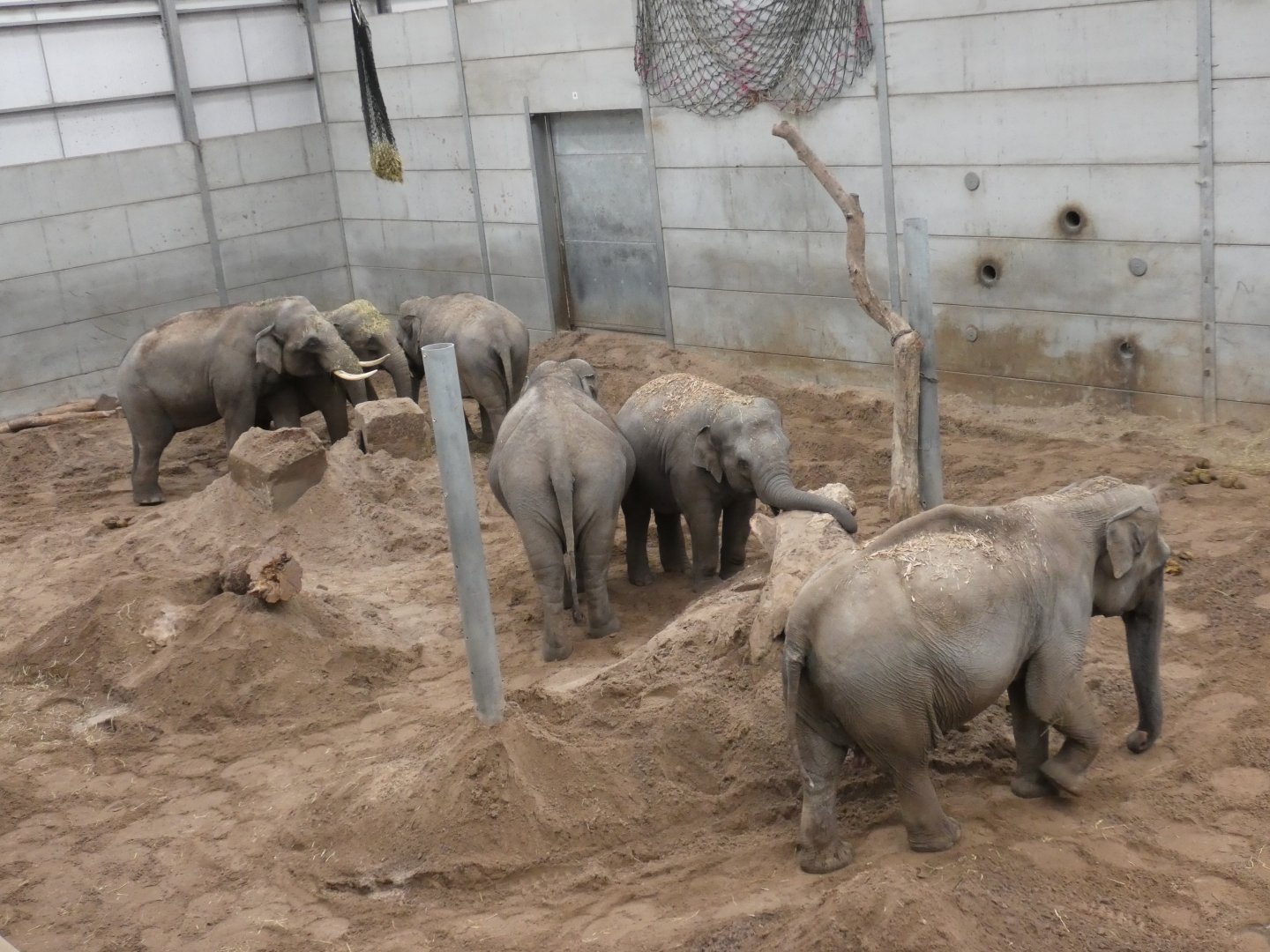 Asian elephant herd