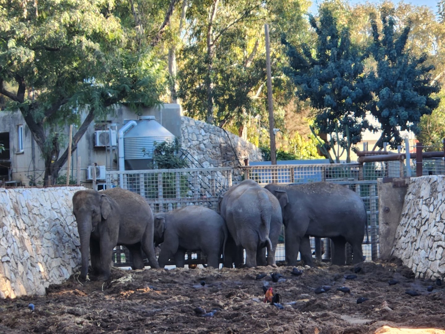 Asian Elephant herd
