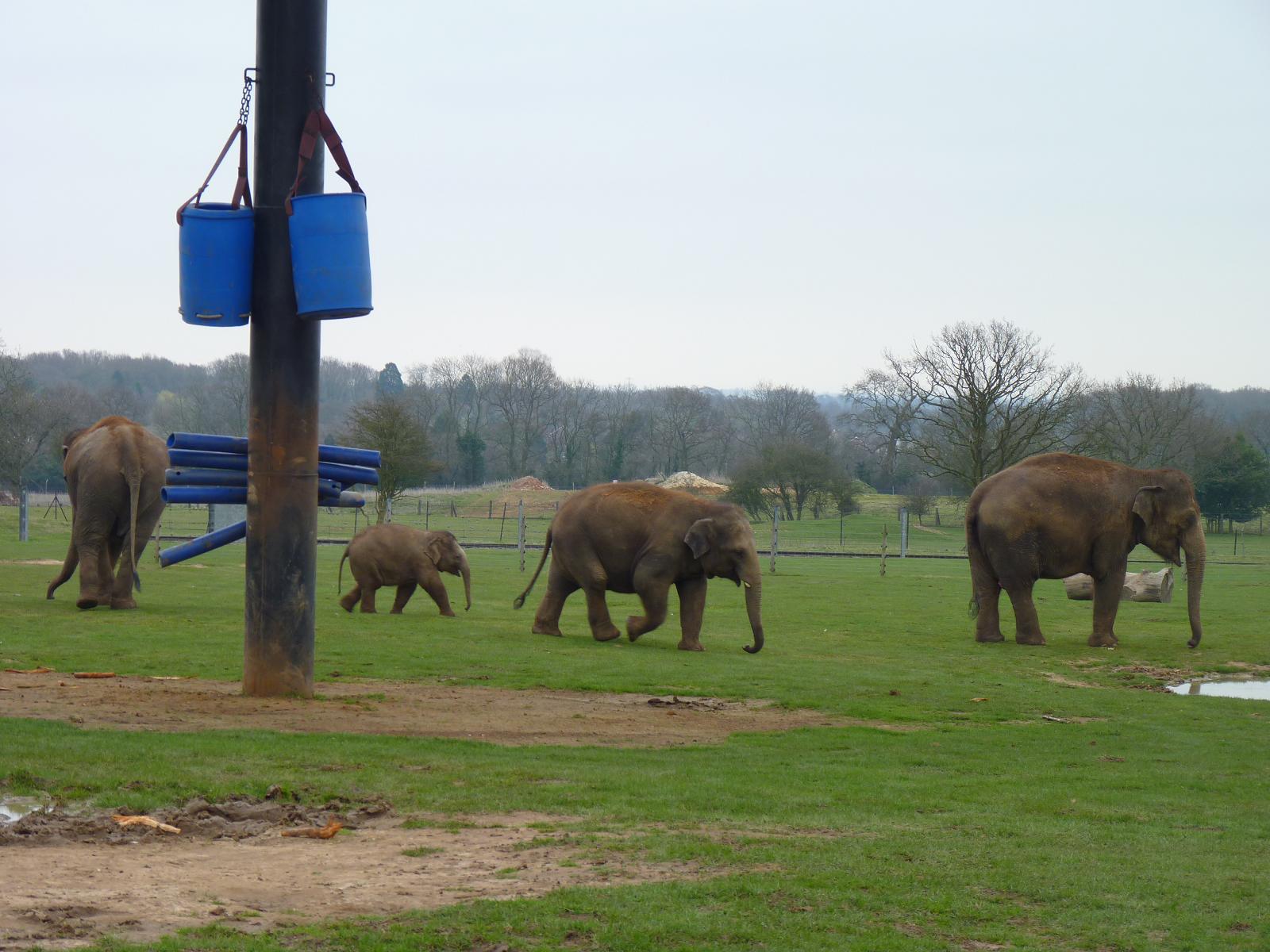 Asian Elephant Herd
