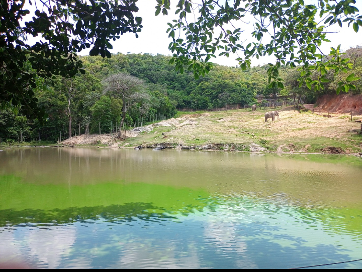 Asian elephant,hippo and water buffalo exhibit