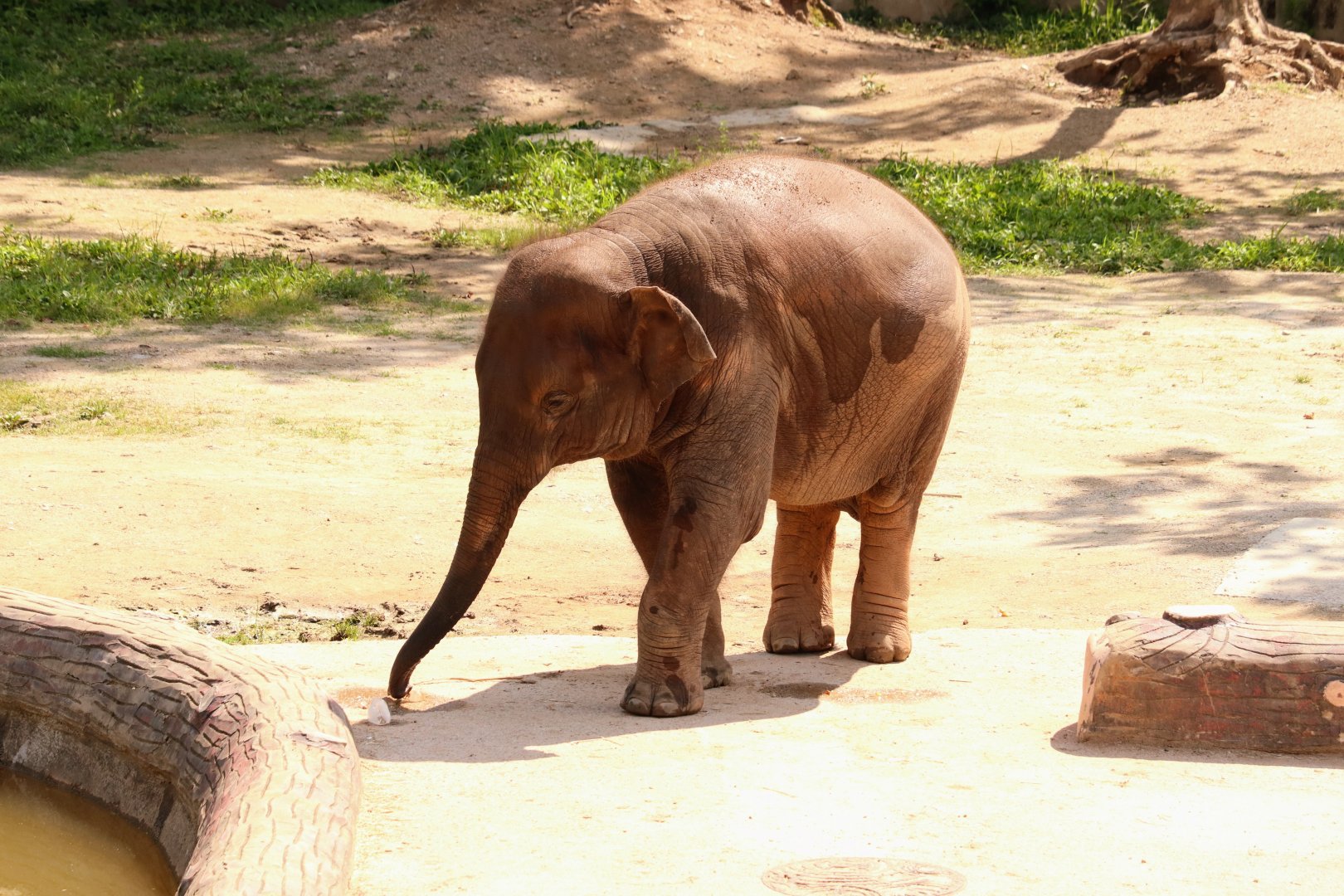 Asian elephant (Hope, Hee-mang-e)