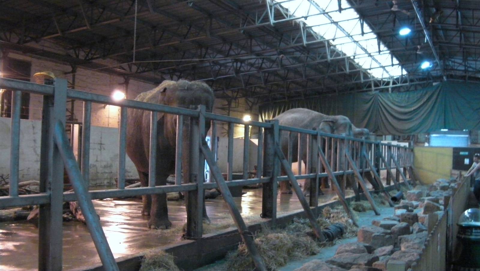 Asian Elephant House -26.08.2011