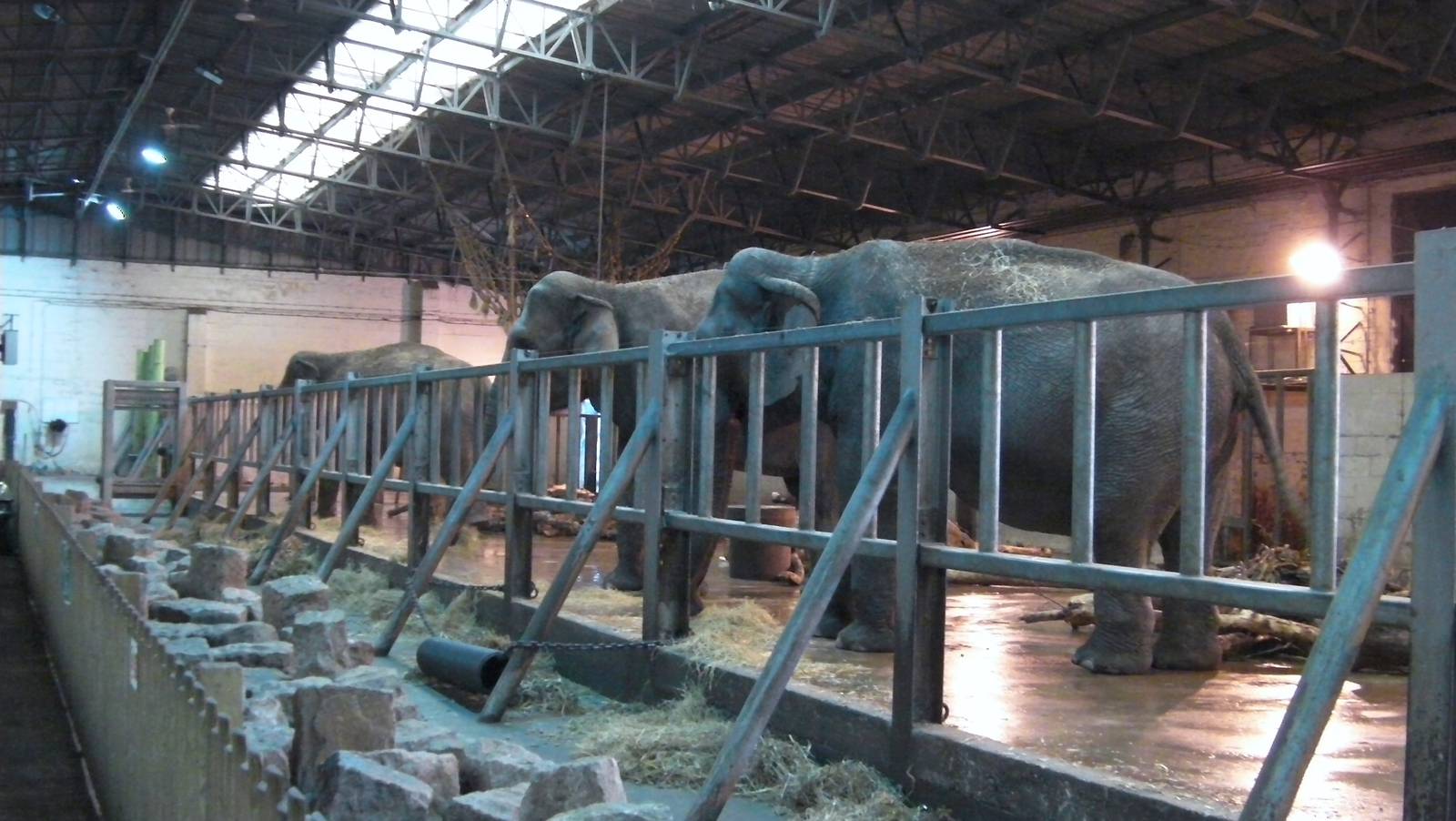 Asian Elephant House -26.08.2011