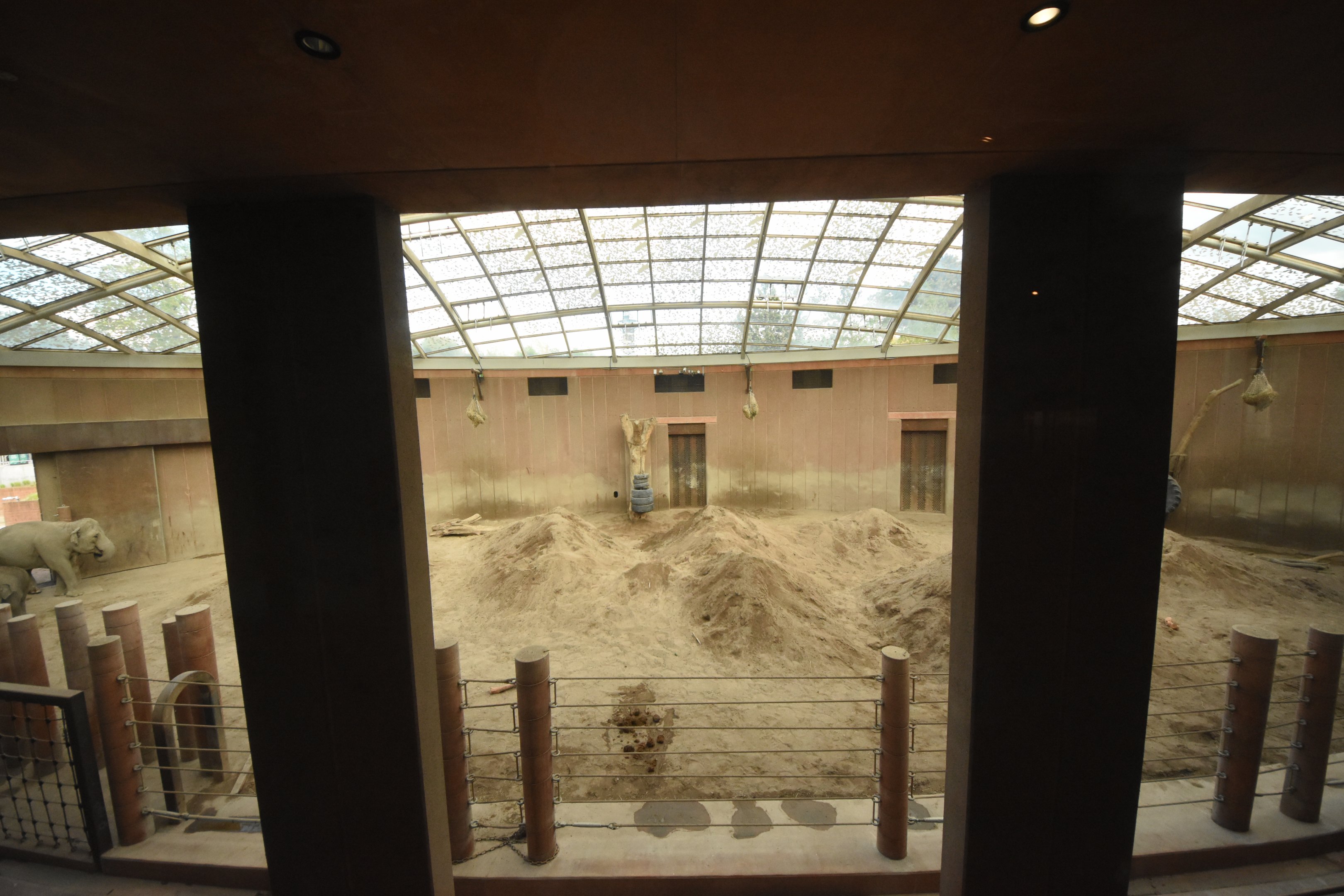 Asian elephant house - Cow indoors