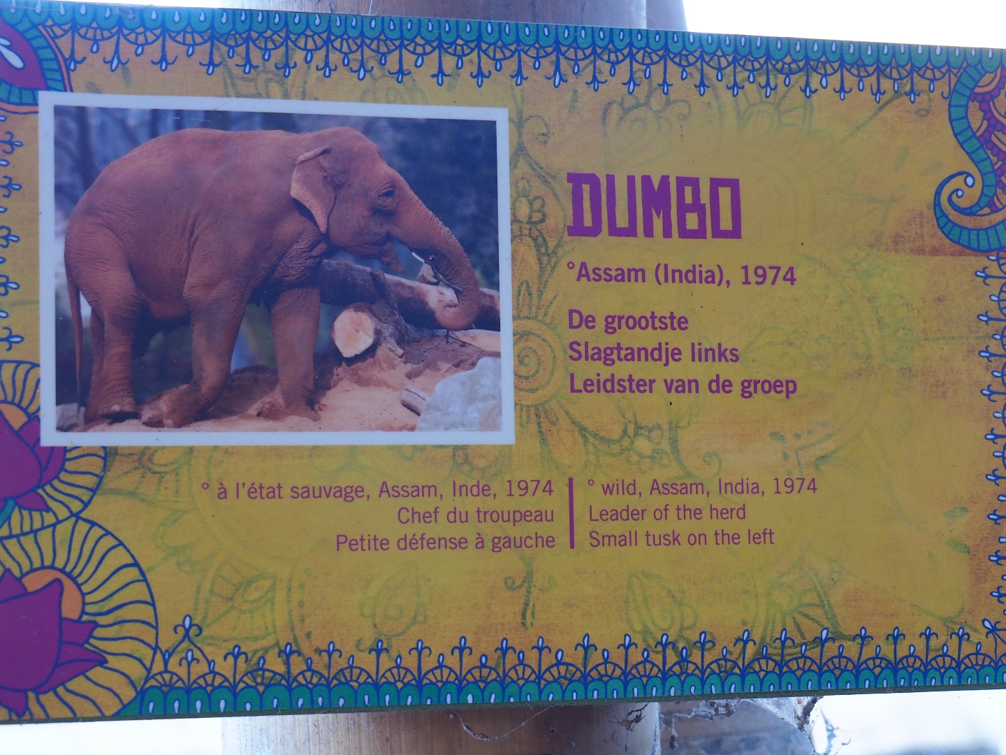 Asian elephant identification sign - Dumbo (Nov 18th, 2018)