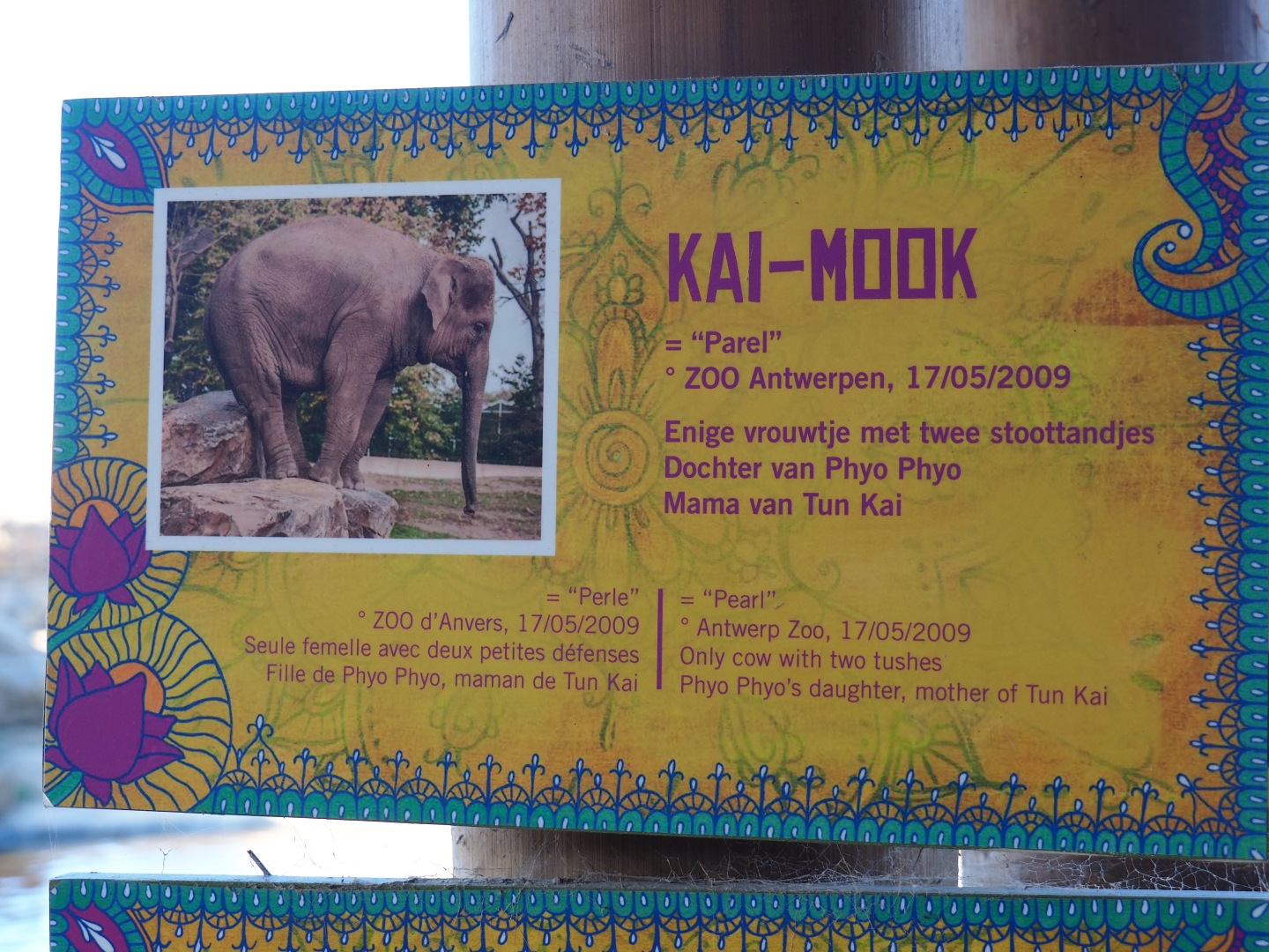 Asian elephant identification sign - Kai-Mook (Nov 18th, 2018)