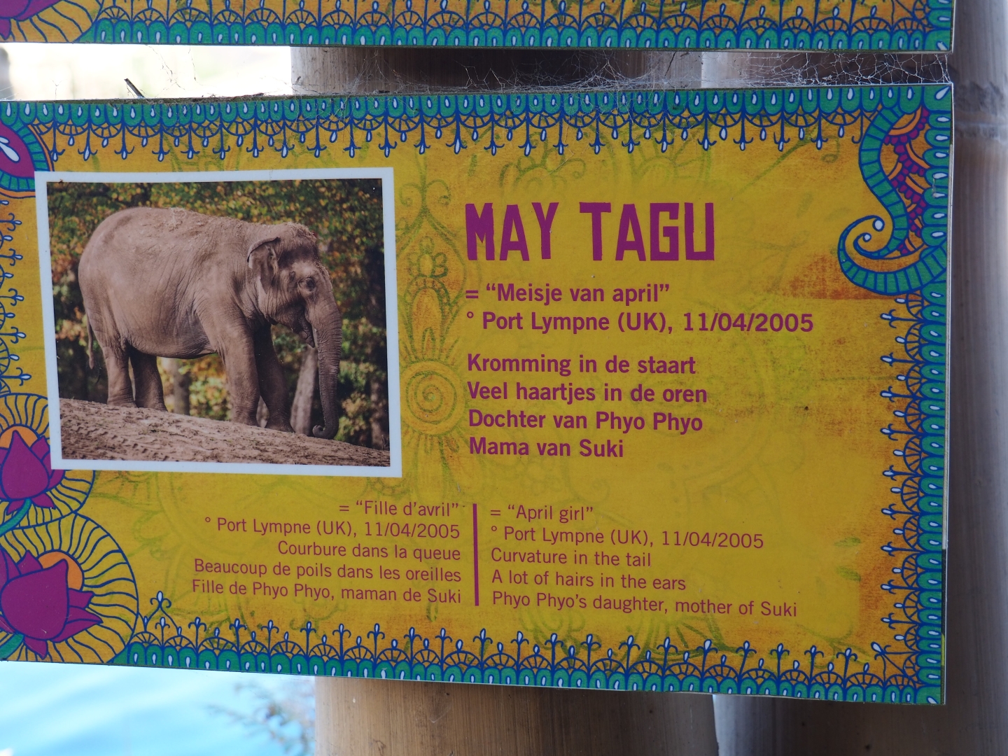 Asian elephant identification sign - May Tagu (Nov 18th, 2018)