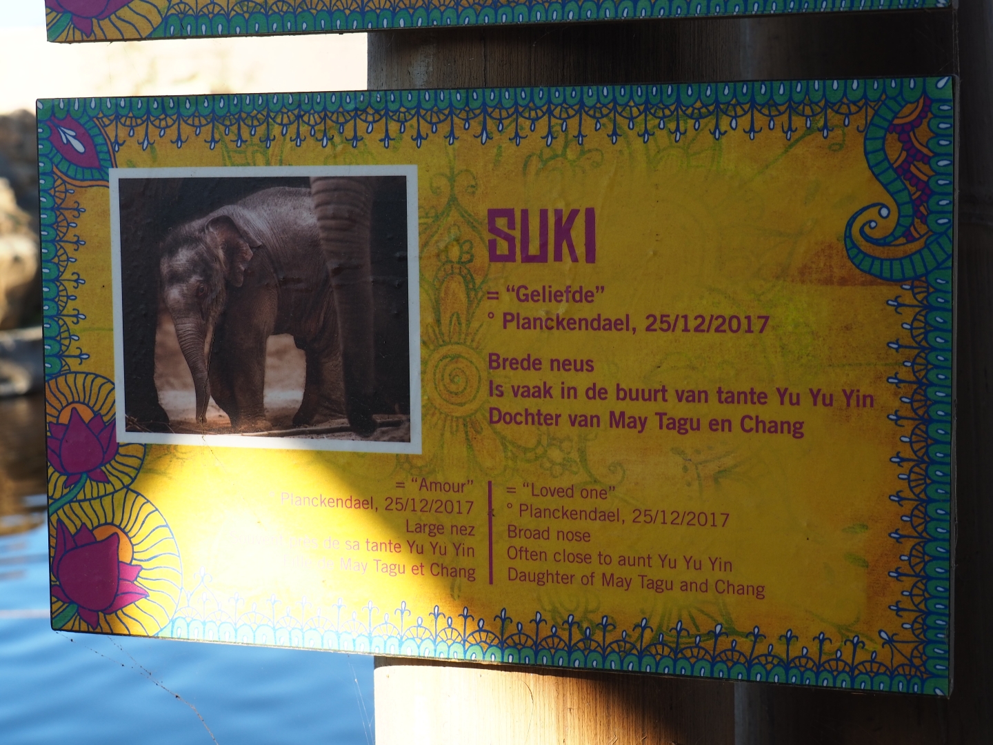 Asian elephant identification sign - Suki (Nov 18th, 2018)