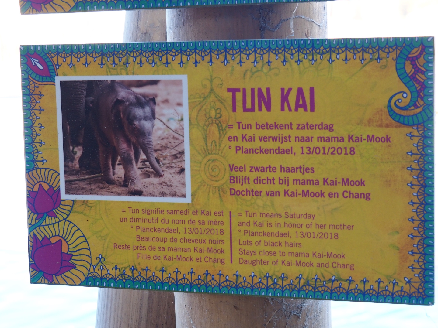 Asian elephant identification sign - Tun-Kai (Nov 18th, 2018)