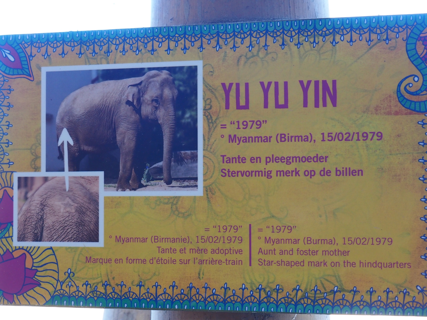 Asian elephant identification sign -  Yu Yu Yin (Nov 18th, 2018)