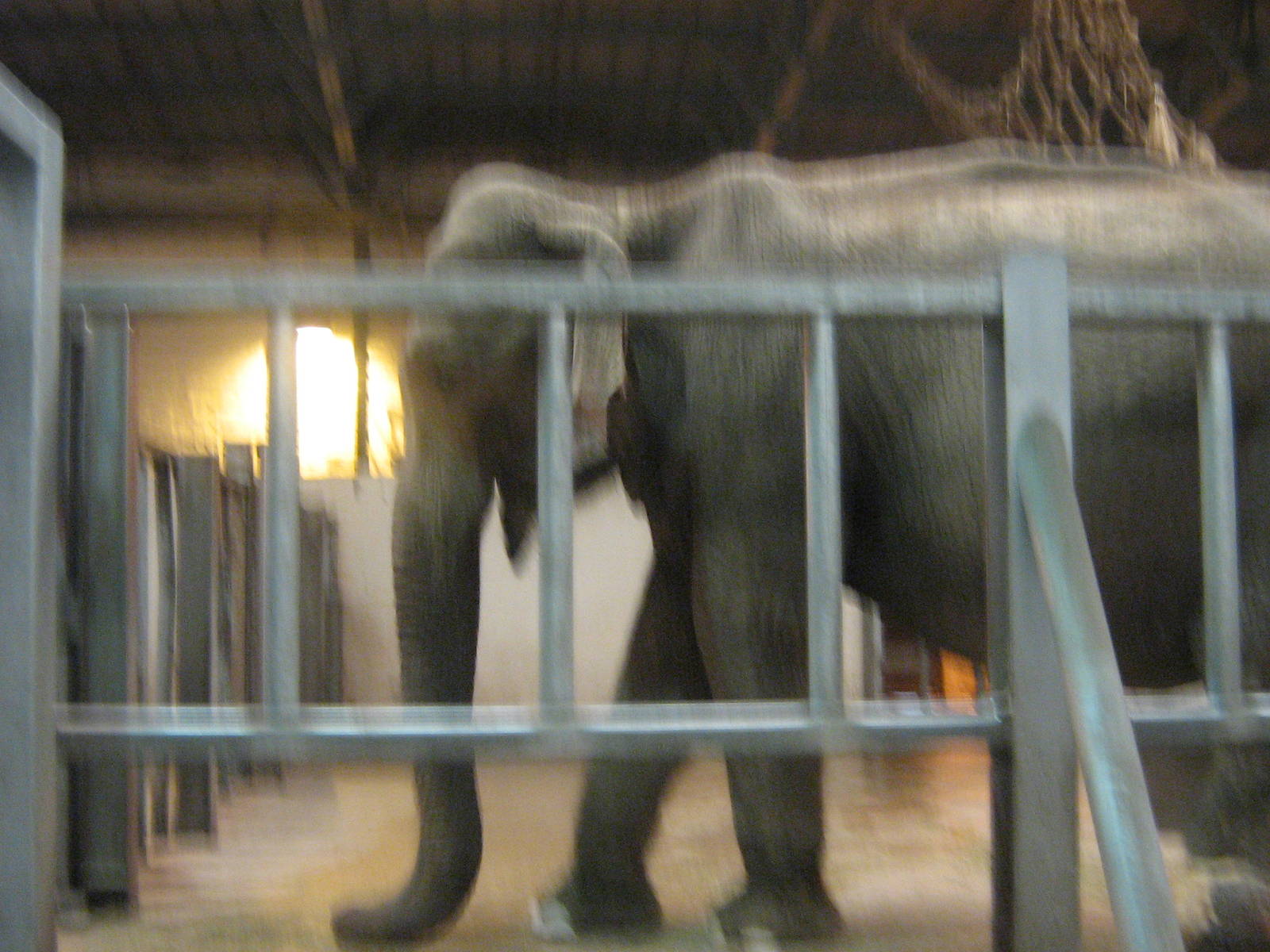 asian elephant in elephant&amp;reptile house