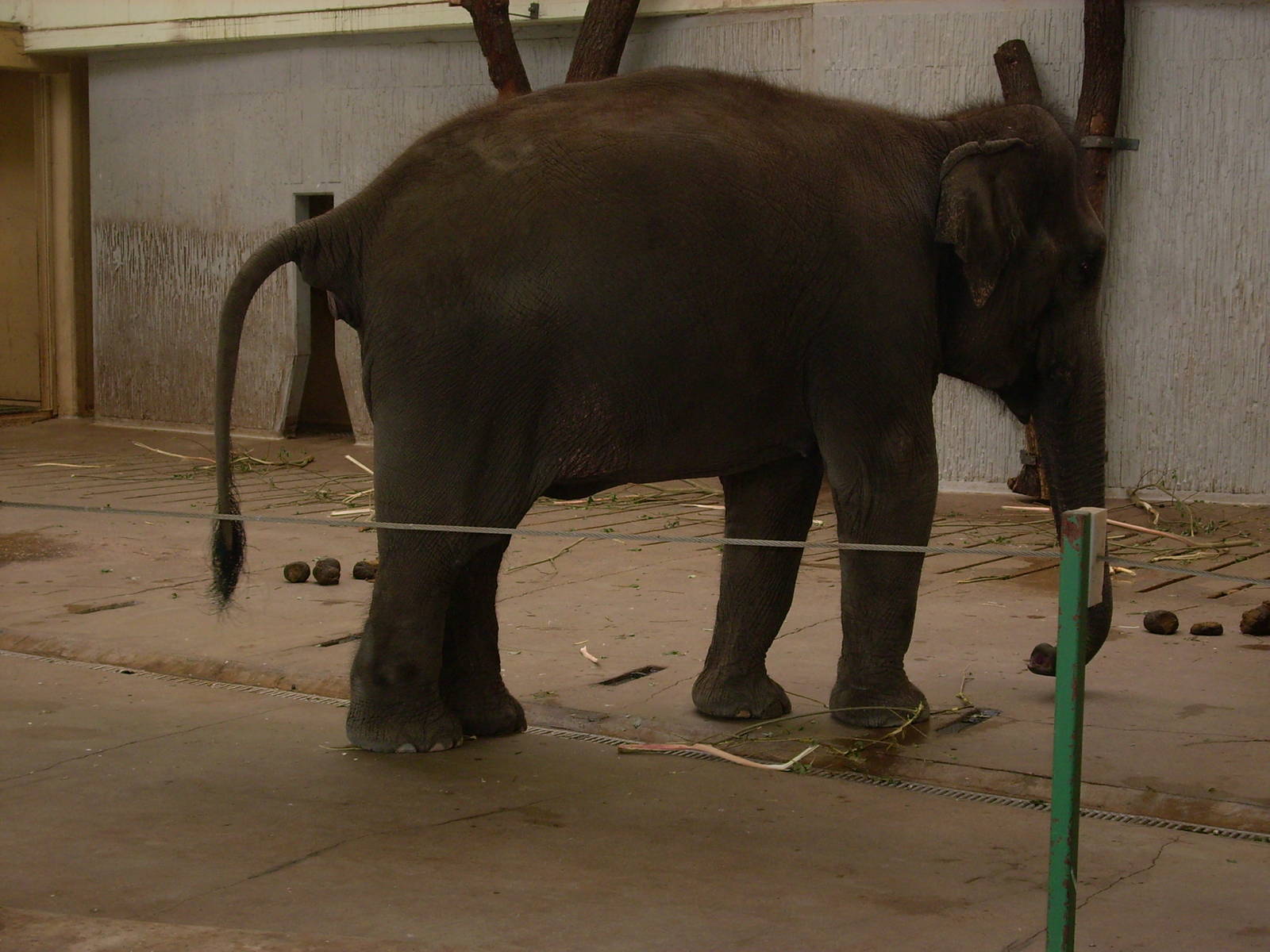 asian elephant in elephant house