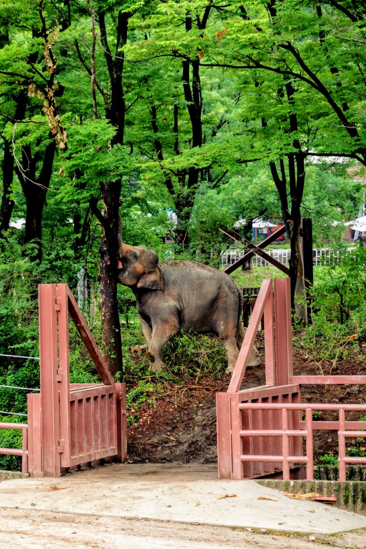 Asian Elephant in her forest habitat