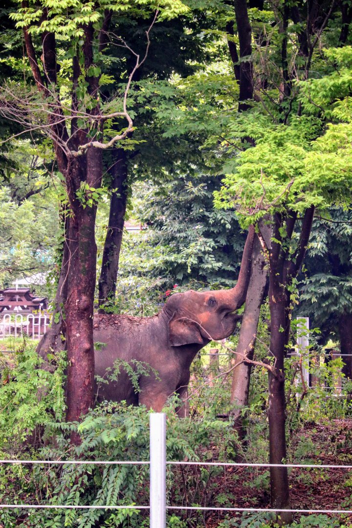Asian Elephant in her forest habitat