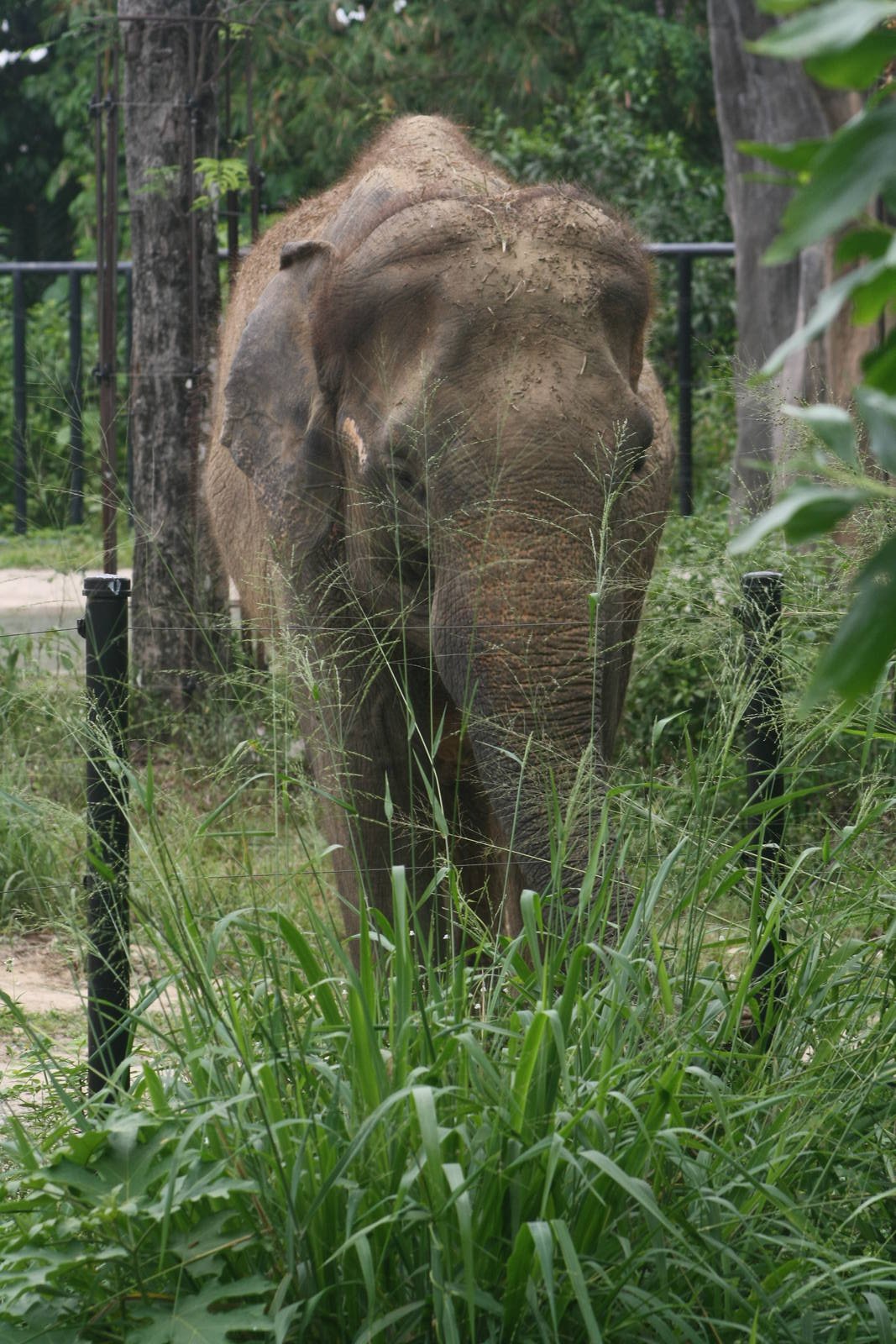 Asian Elephant in new enclosure - 2015