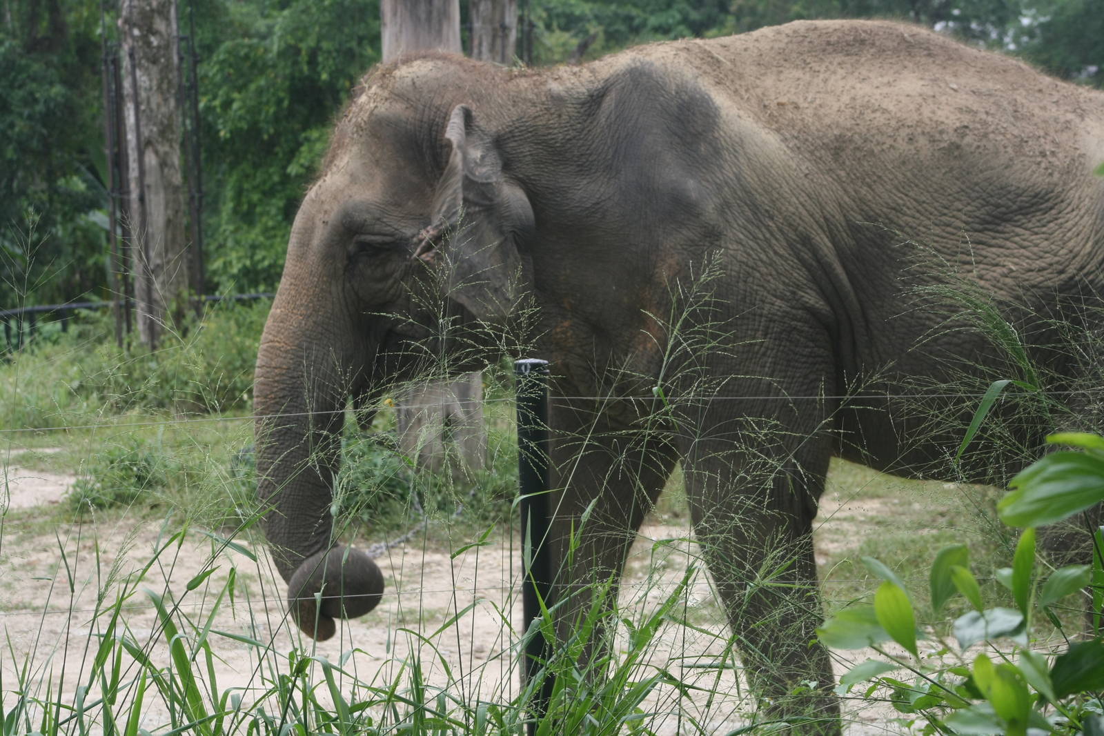 Asian Elephant in new enclosure - 2015