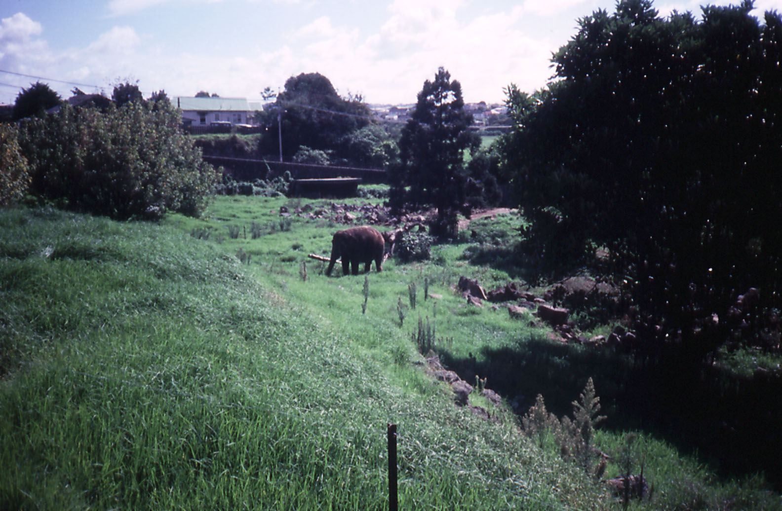 Asian Elephant in paddock- 1990