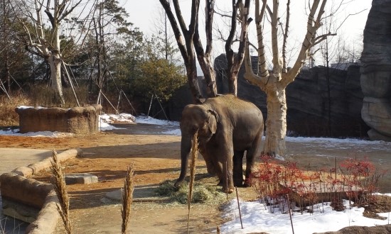 Asian Elephant in the Lost Valley attraction