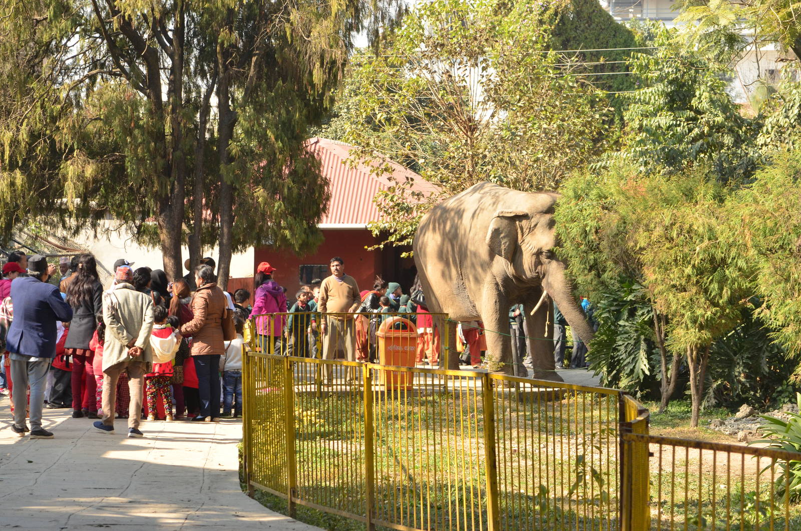 Asian elephant in the pathway