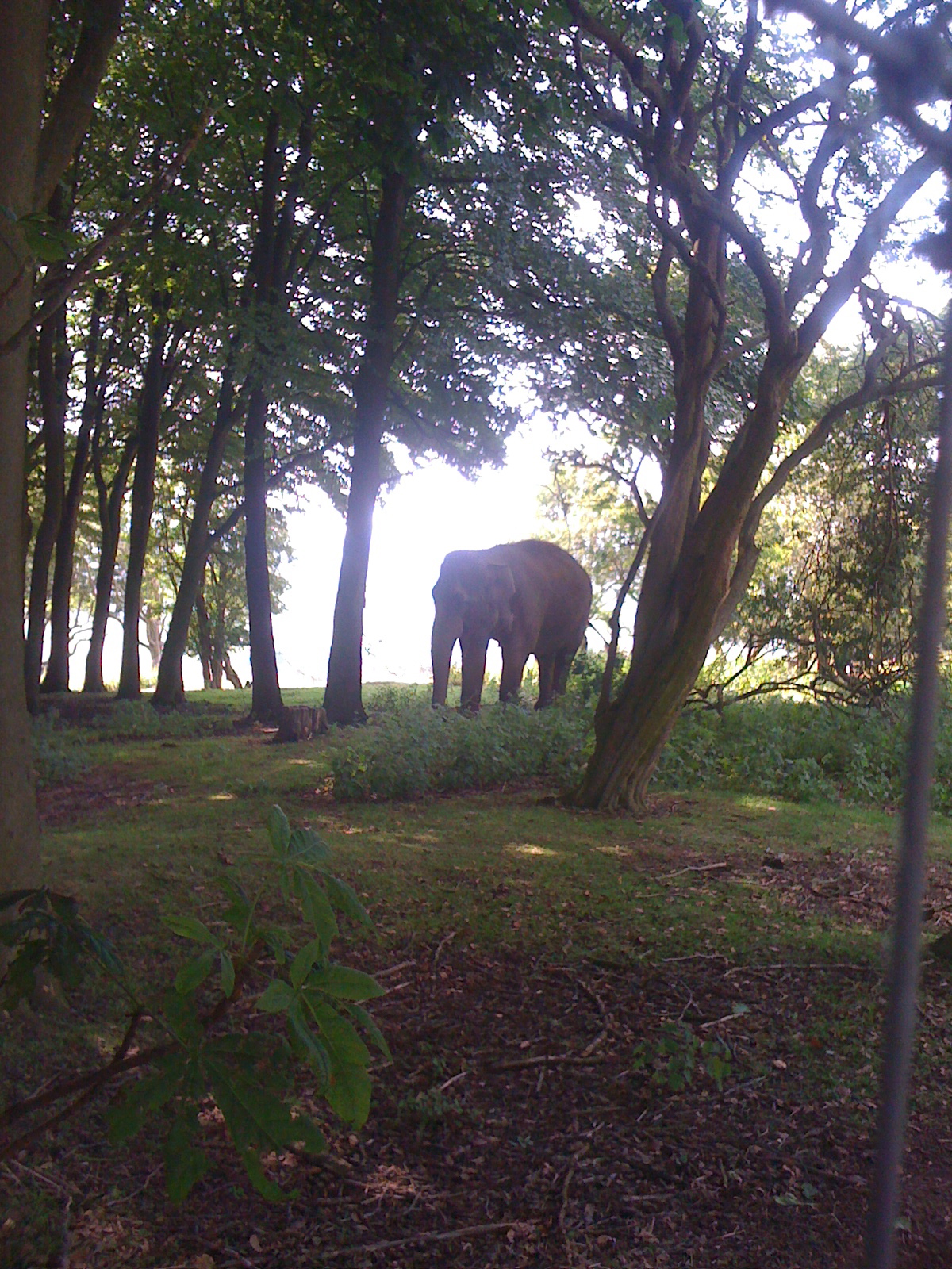 Asian Elephant in Whipsnades woods.