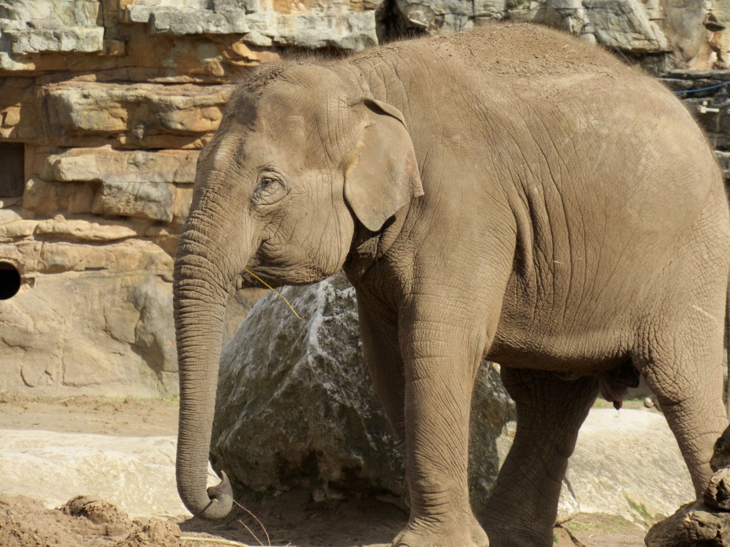 Asian elephant - Indali Hi-Way