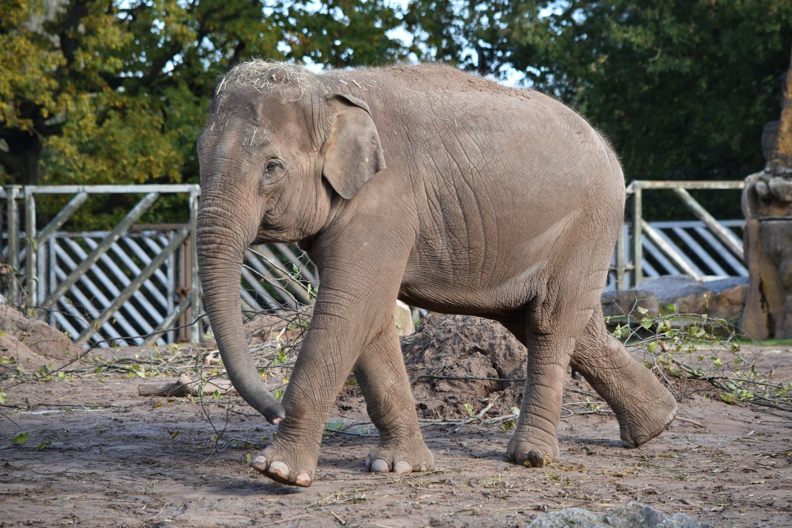 Asian elephant "Indali"