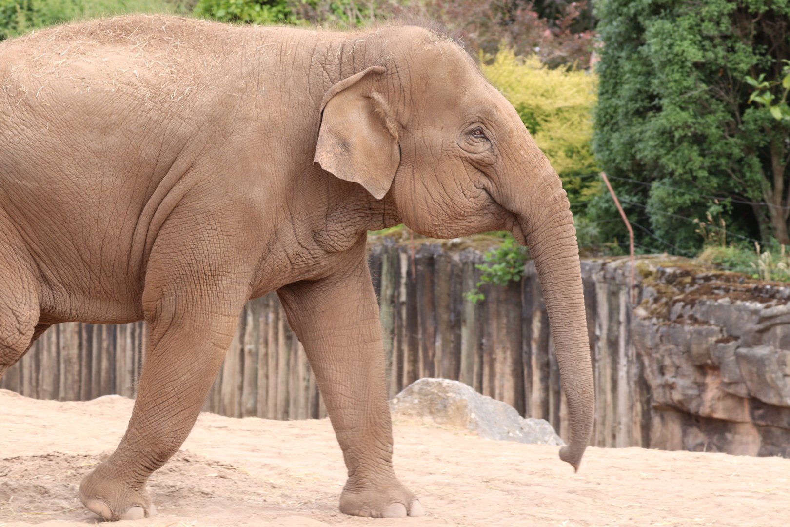 Asian Elephant 'Indali'