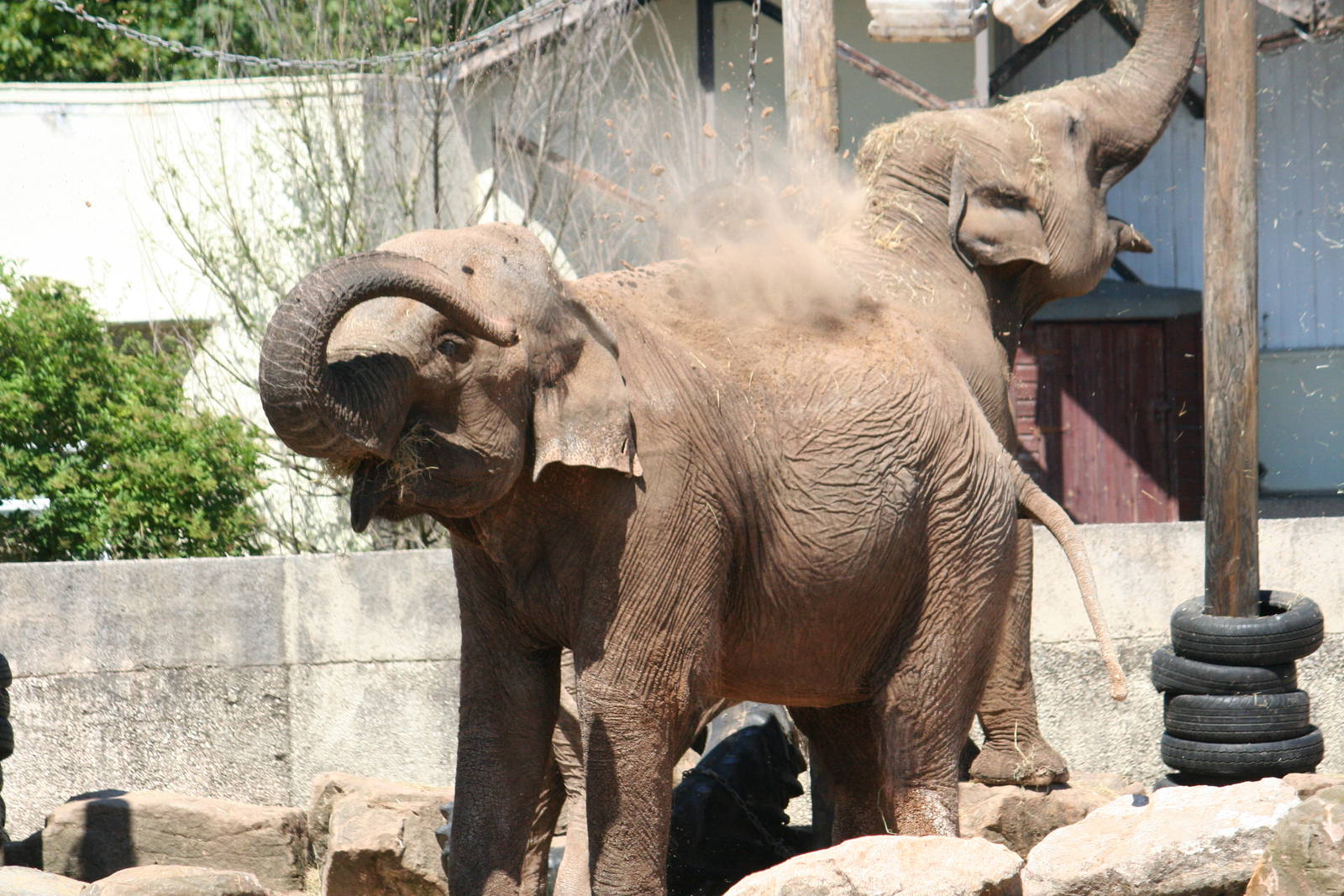 Asian elephant (Indian or Sri Lankan ssp.)