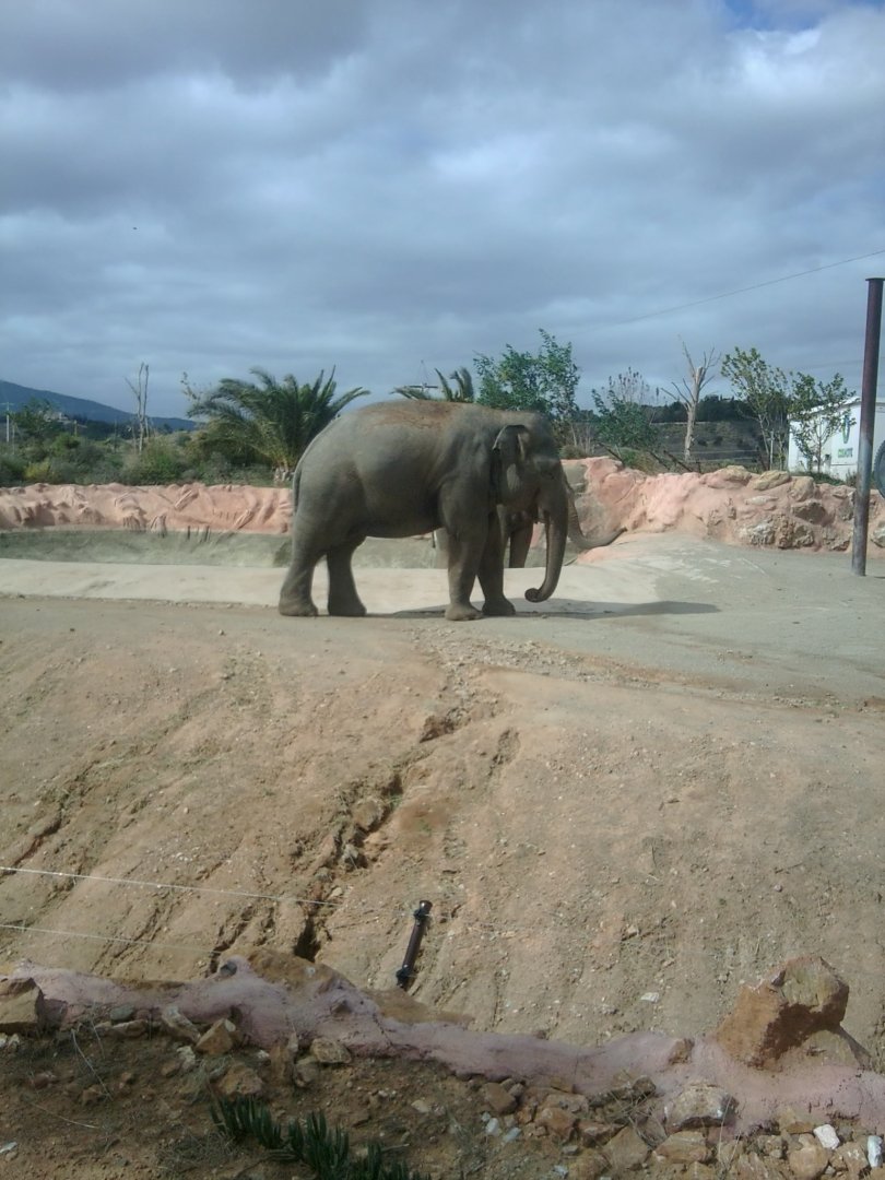 Asian elephant (Indian subspecies)