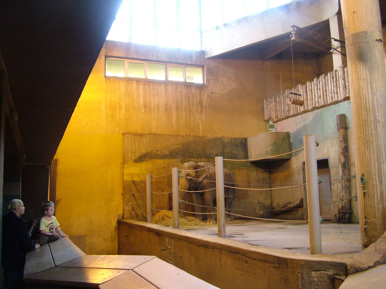 Asian Elephant indoor areas at Prague, 24/05/10