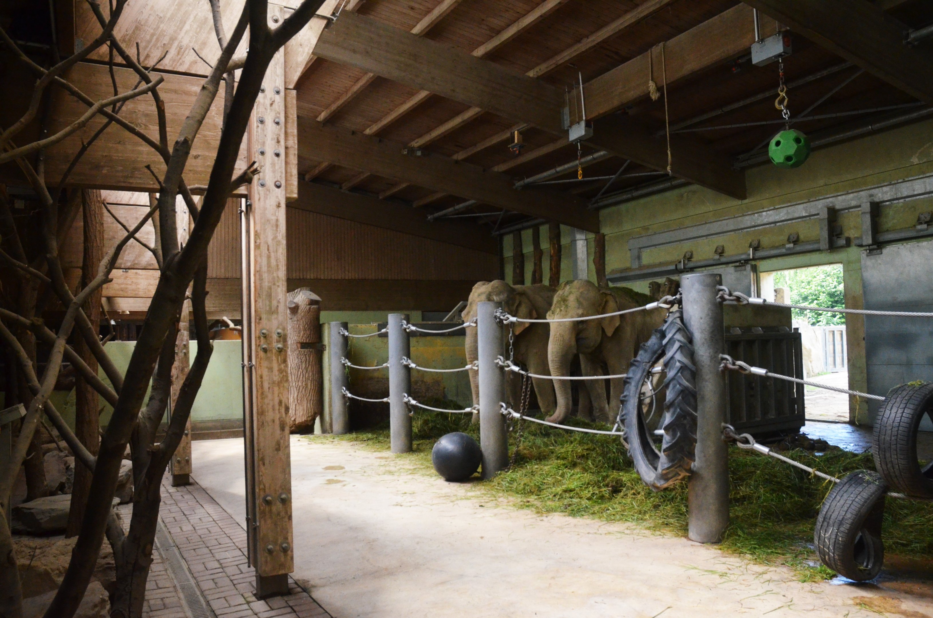 Asian Elephant Indoor Enclosure at Krefeld, 15/06/19