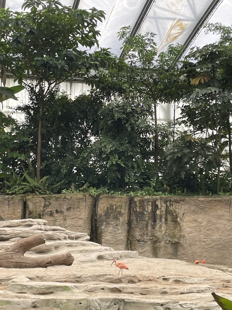 Asian Elephant indoor enclosure with Red Ibis