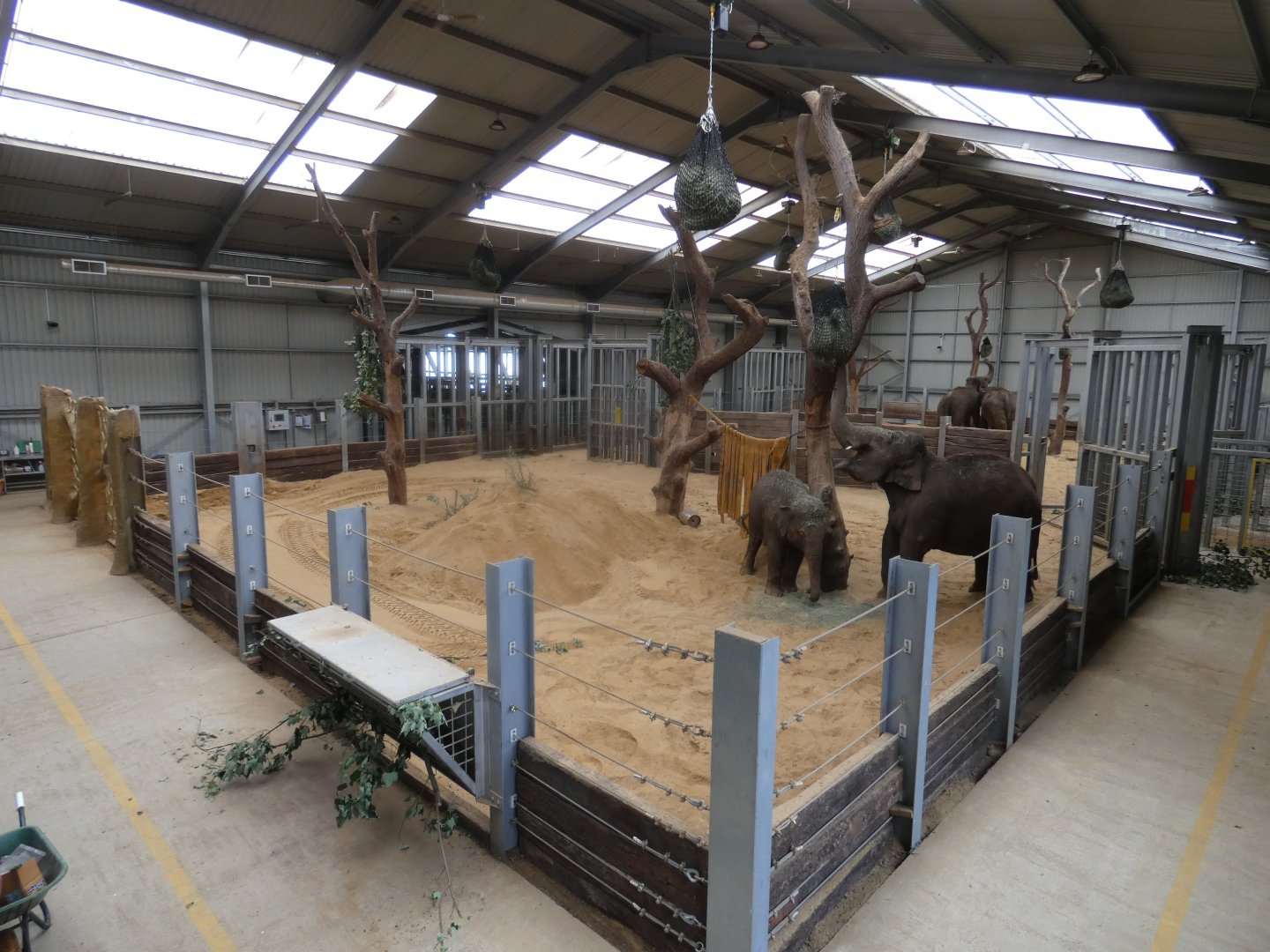 Asian Elephant indoor enclosure
