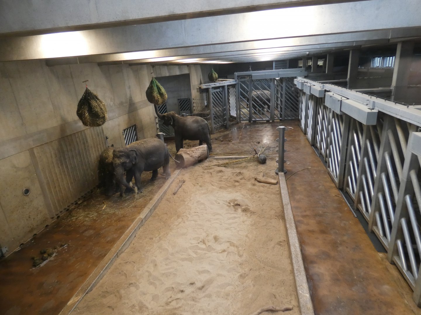 Asian elephant indoor enclosure