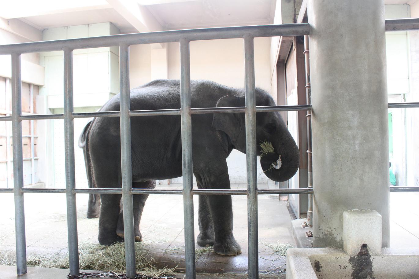 Asian Elephant indoor exhibit.