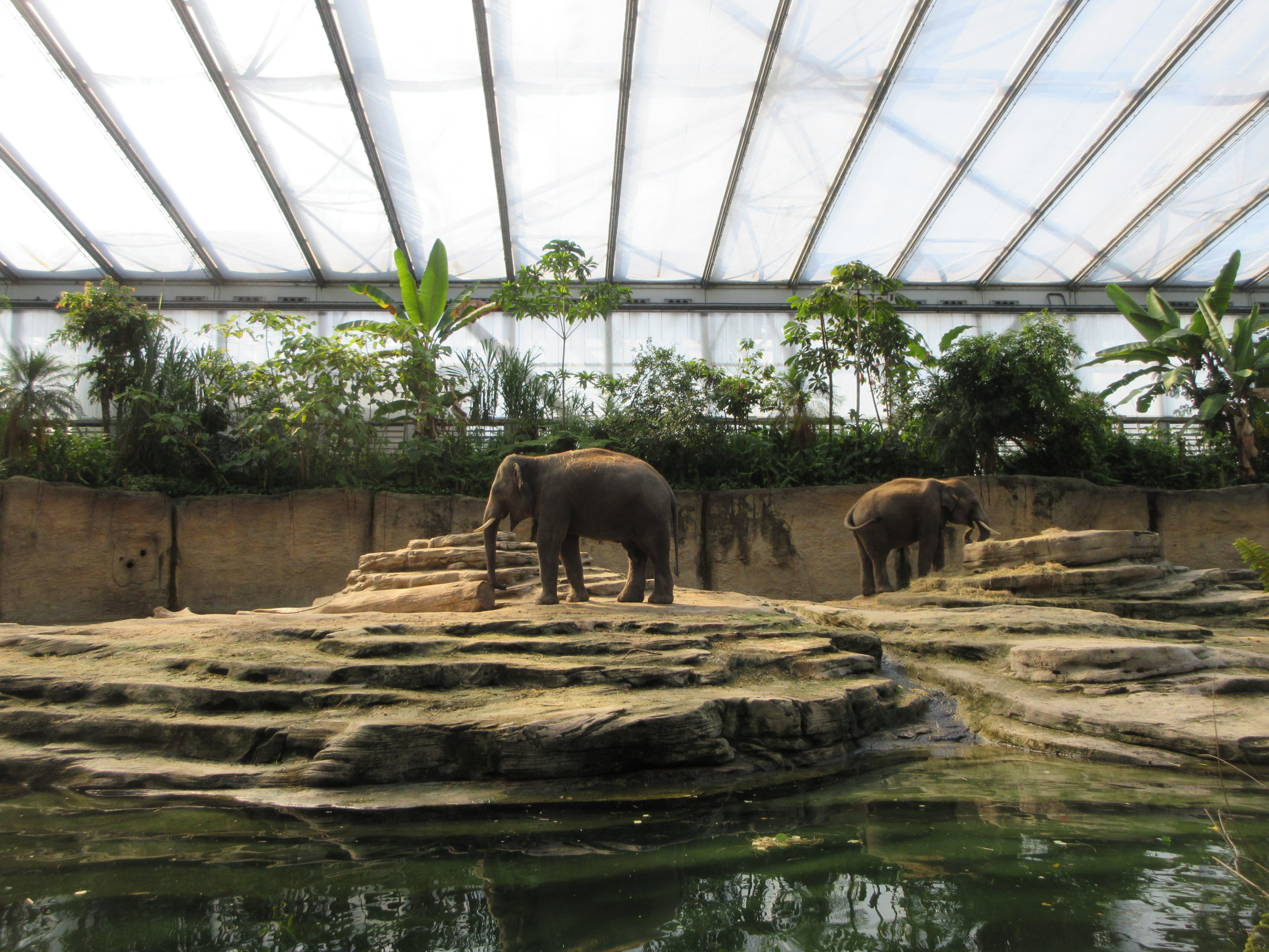 Asian Elephant Indoor Exhibit