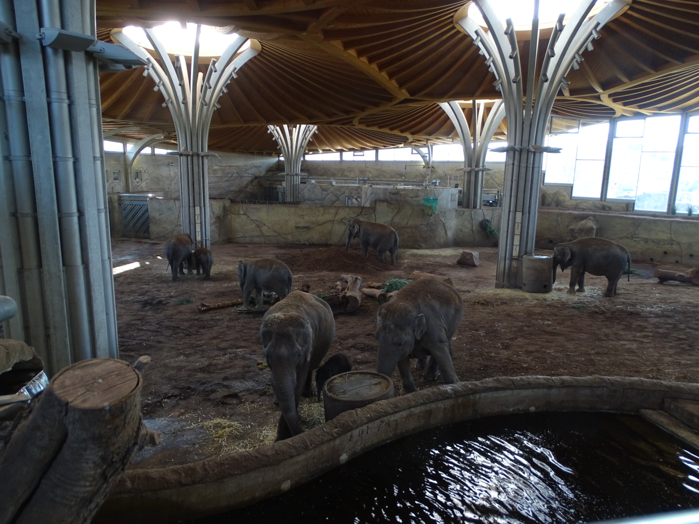Asian Elephant indoor exhibit