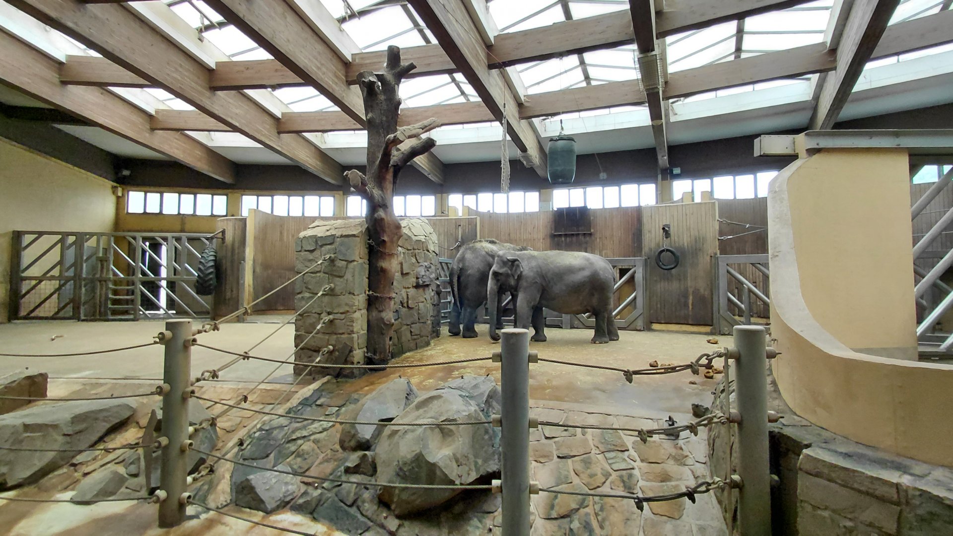 Asian elephant indoor exhibit