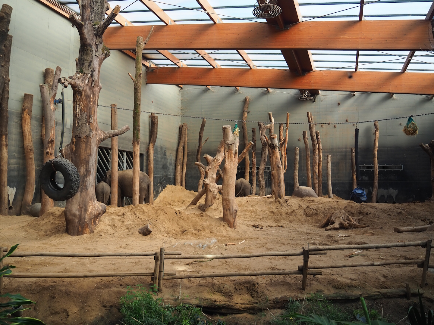Asian elephant indoor paddock, 2023-09-24