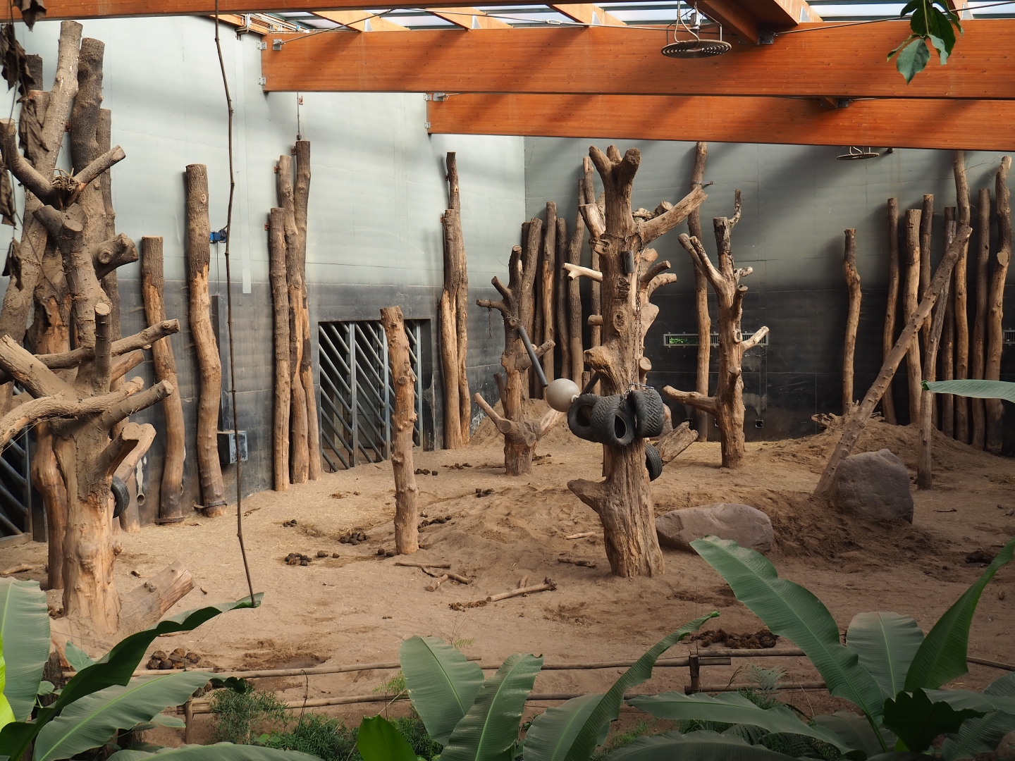 Asian elephant indoor paddock