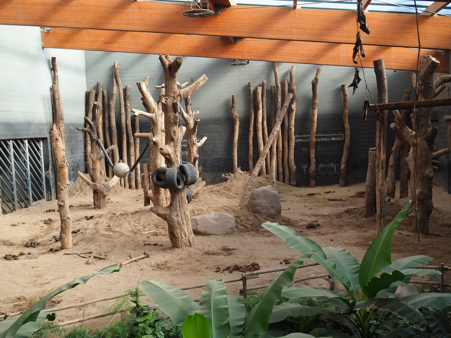 Asian elephant indoor paddock