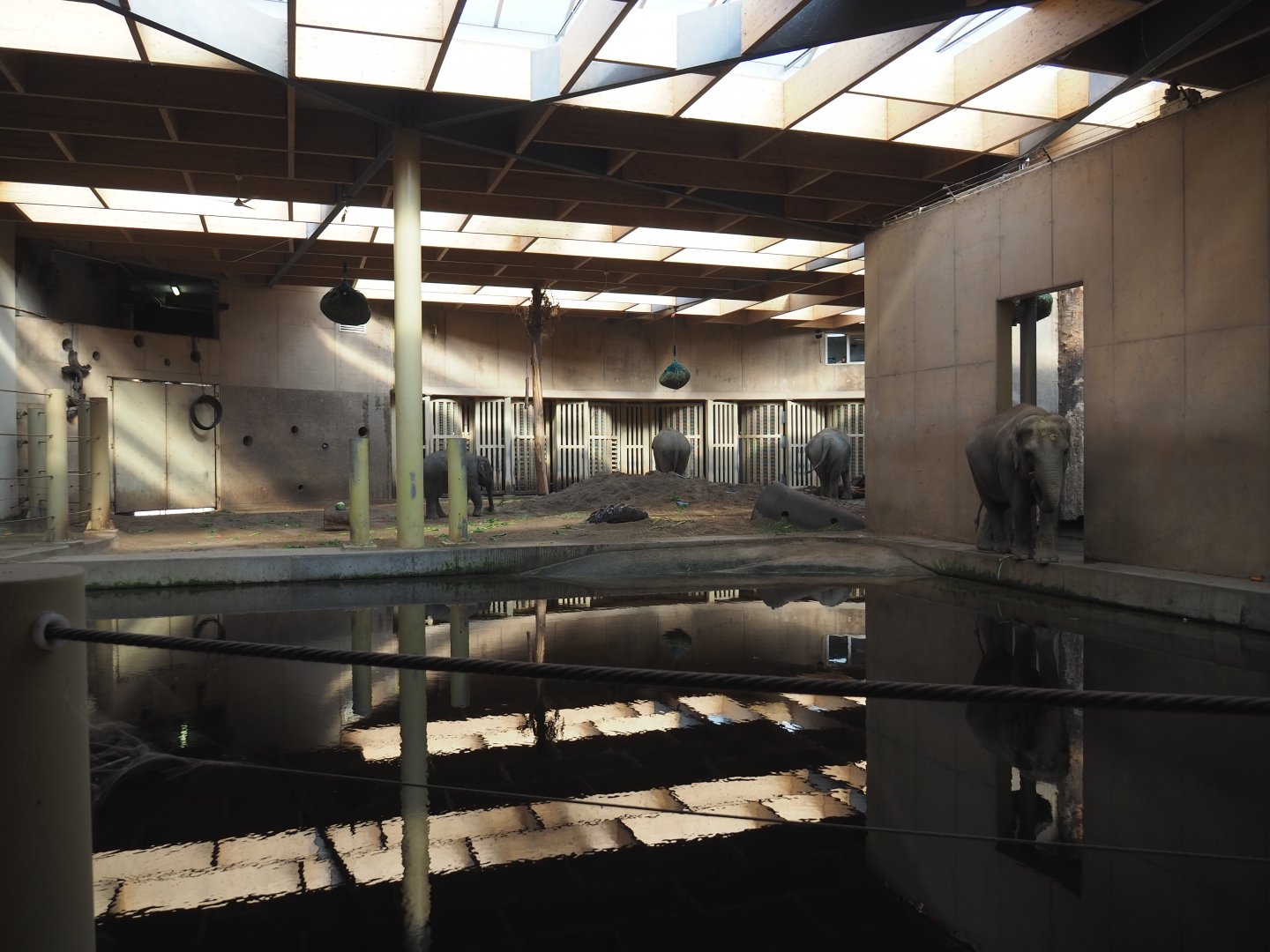 Asian elephant indoor pool and indoor paddock, 2020-09-16