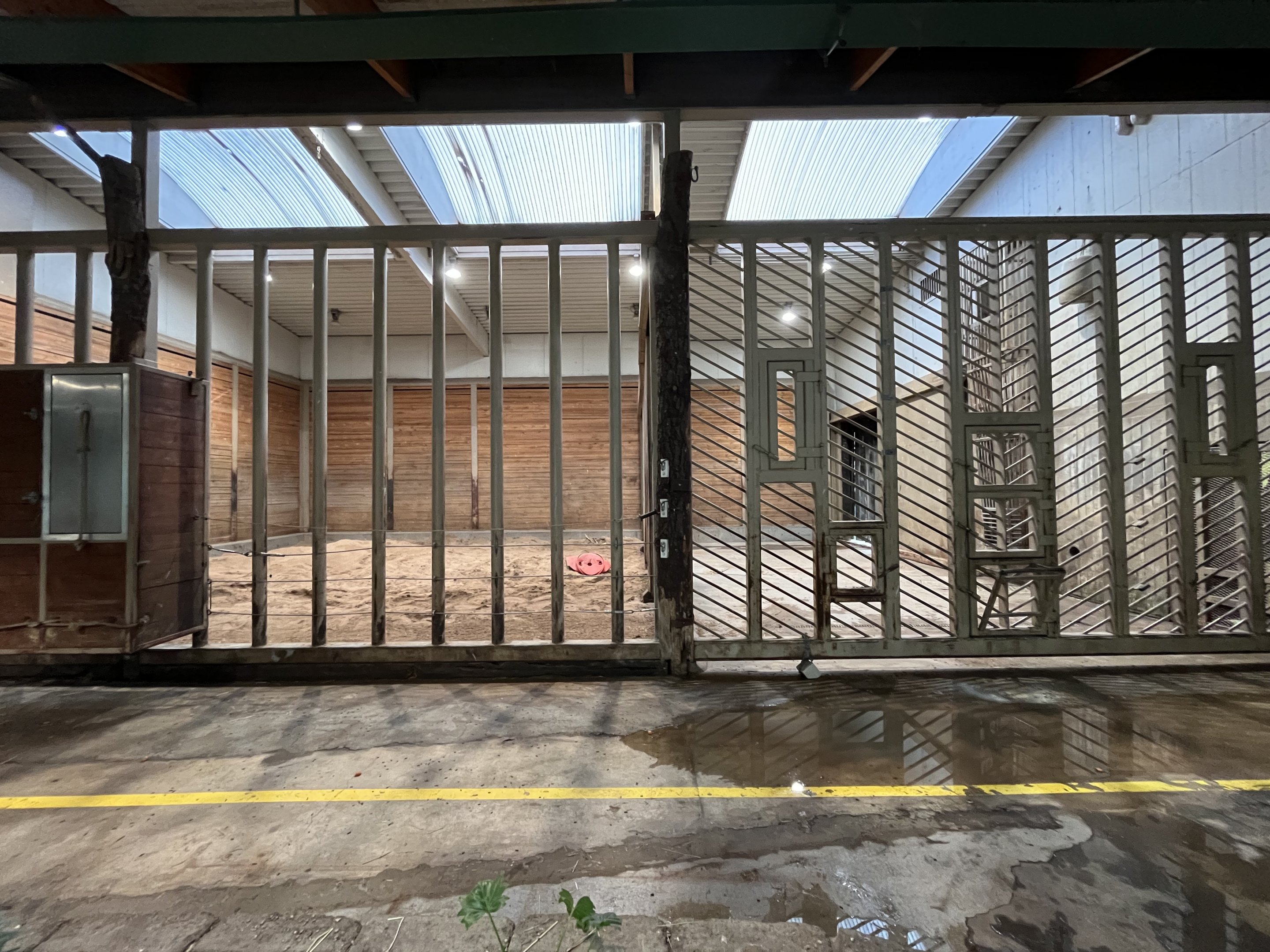 Asian Elephant - indoor quarters