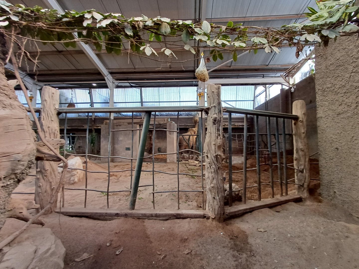 Asian Elephant- Indoor viewing 1