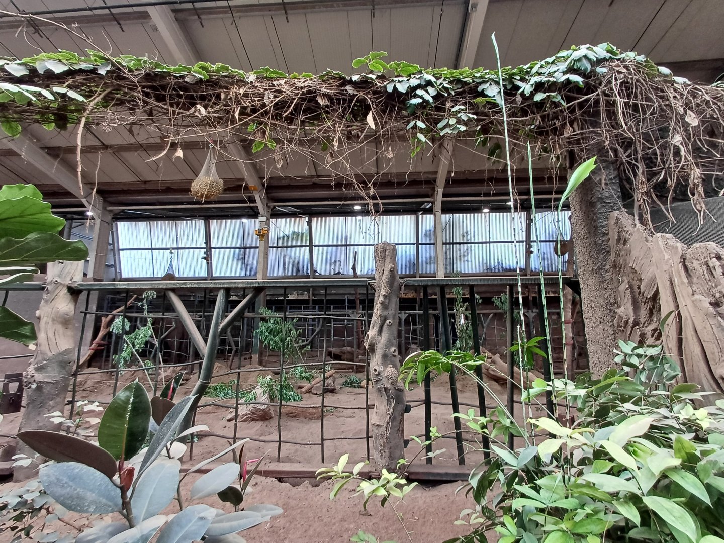 Asian Elephant- Indoor viewing 2